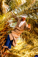 Morocco_2018P-1090249 The Date Farmer