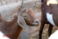 Morocco_2018P-1090270 Goats