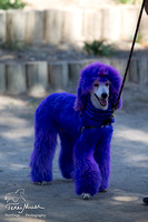 Dog Costumes 15Spook