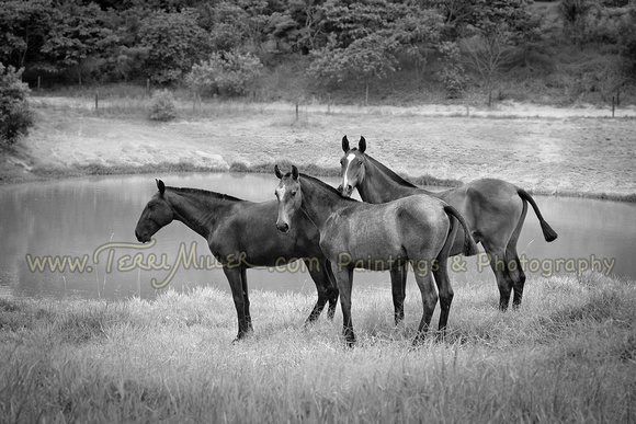 Yearling Fillies Ilha Verde