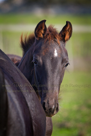 Curry Foal