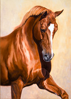 Horse Portrait Portfolio